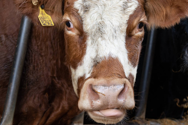 Cow photographed in the farm ,close up shot - 写真・画像
