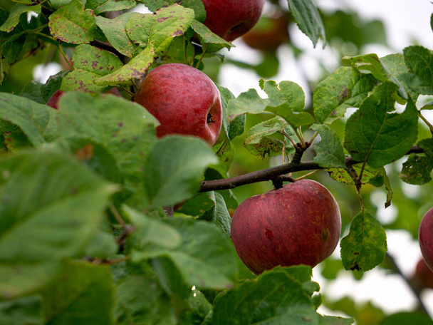 Maçãs suculentas maduras nos ramos de uma macieira no jardim. - Foto, Imagem