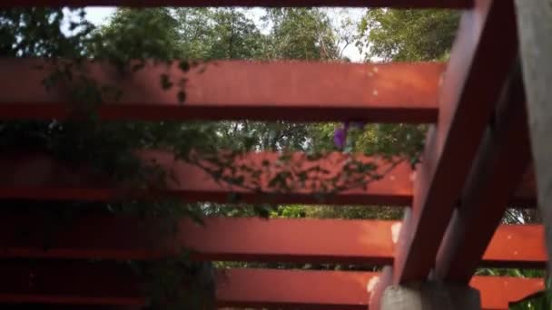 Nízký úhel pohledu na strop stezky Pergola v parku - Záběry, video