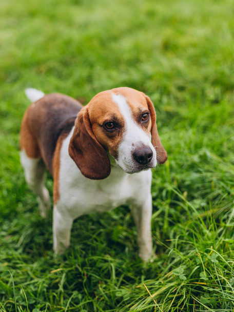 Pies siedzi na trawie. Beagle szczeniak na przyrodzie w parku - Zdjęcie, obraz