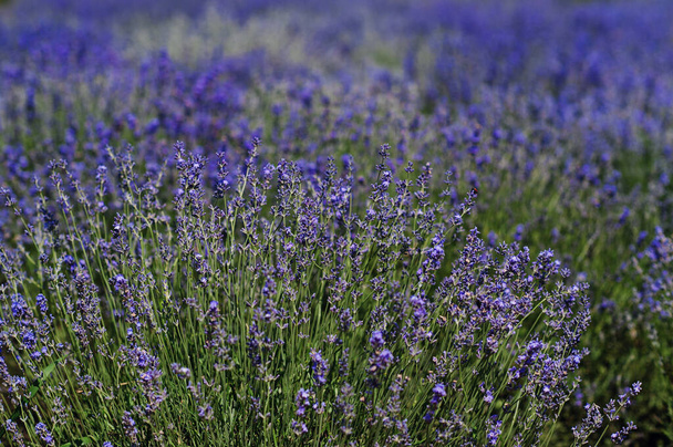 Close up of flowers in purple lavender field. - Foto, Imagen