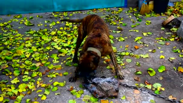 Pies na smyczy staffy terrier bawi się na podwórku brukowcem - Materiał filmowy, wideo
