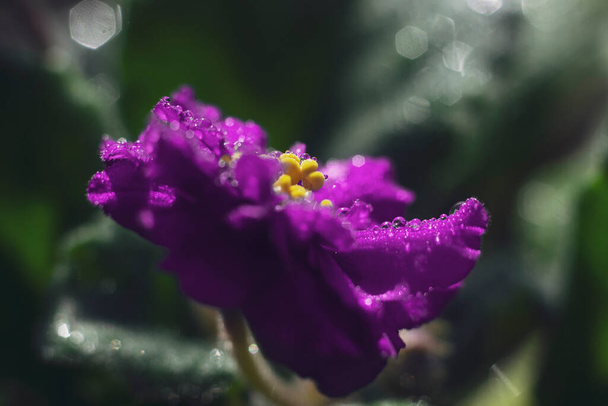 African violet with water drops.Abstract photo of petals of blooming African violet with dew drops. Macro photo - Photo, Image