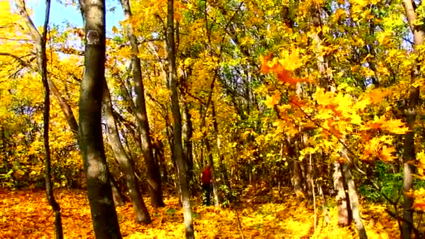 Herfst loofbos met vallende bladeren - Video