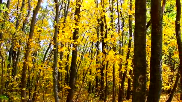 Herfst loofbos met vallende bladeren - Video
