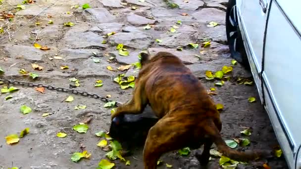 Koira talutushihnassa staffy terrieri leikkii pihalla mukulakivellä - Materiaali, video