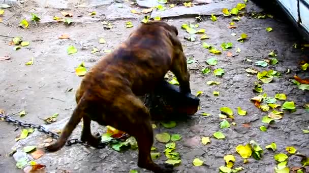 Pes na vodítku staffy teriér hraje na dvoře s dlážděním - Záběry, video