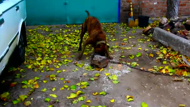 Kutya pórázon staffy terrier játszik az udvaron macskaköves - Felvétel, videó