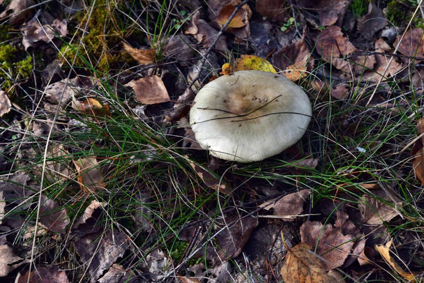 One edible parasol mushroom macrolepiota procera is growing in the forest  - Photo, Image