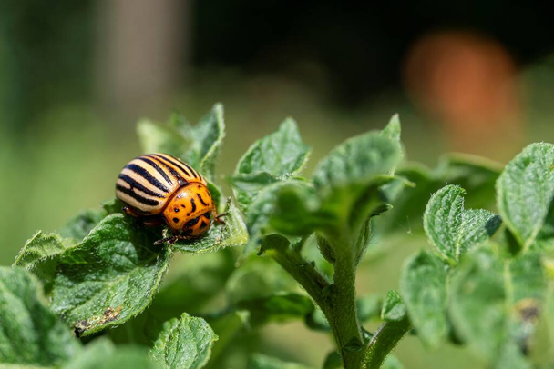 Makro muotokuva colorado bug välillä lehdet perunan kasvi. Leptinotarsa decemlineata on kovakuoriainen ja ruokkii enimmäkseen yövarjojen perheen kasveja.. - Valokuva, kuva