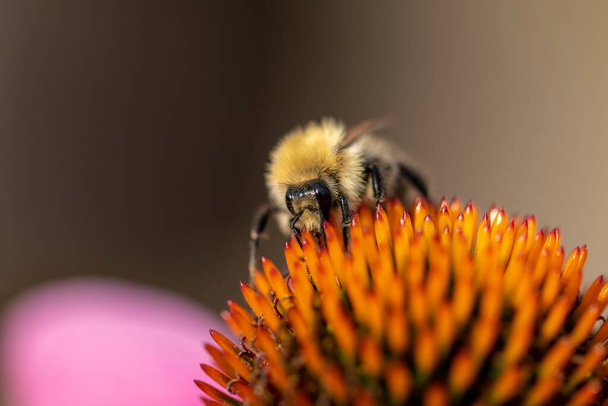 A portrait of a bee sitting on the stencils of an euchinacea purpurea collecting pollen to produce nectar for honey. - Photo, Image