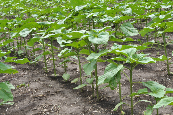 В поле молодой подсолнух с помощью гербицидов защищен от сорняков - Фото, изображение