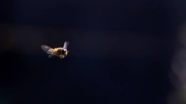 Muotokuva ilmassa leijuvasta mehiläisestä etsimässä paikkaa, josta löytää nektaria hunajan keräämiseen ja tekemiseen. Hyönteinen lentää tumman taustan edessä. - Valokuva, kuva