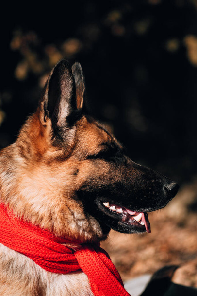 Schönes Bild des Hundes für den Kalender. Porträt eines schwarz-roten Schäferhundes mit rotem Strickschal. Charmanter, freundlicher Vollbluthund. Schäferhund auf einem Hintergrund aus goldenen Blättern. - Foto, Bild