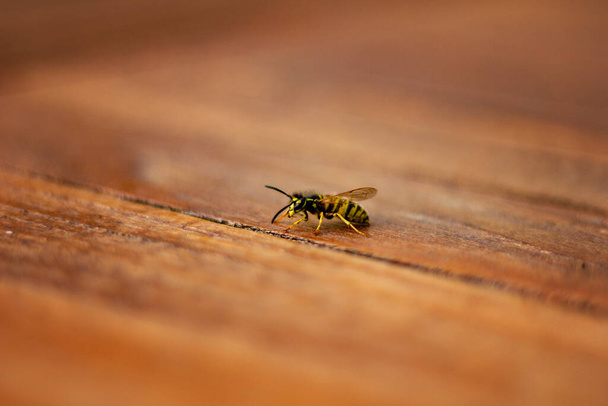 Un ritratto ravvicinato di una vespa su un tavolo di legno. La vespa stava raccogliendo cippato da usare nel suo nido. - Foto, immagini
