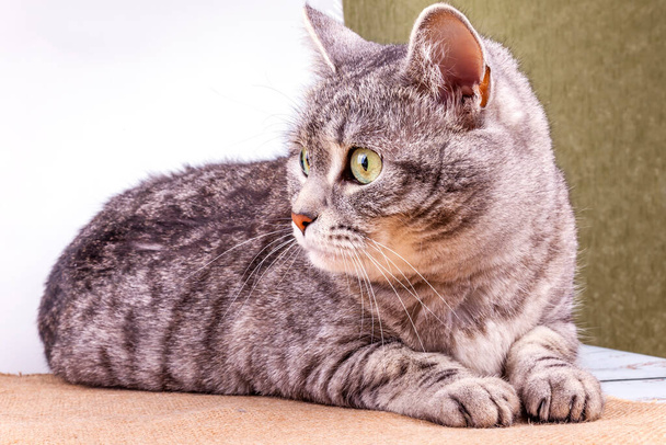 Playfull fluffy cat lies on the sofa and look around herself - Valokuva, kuva