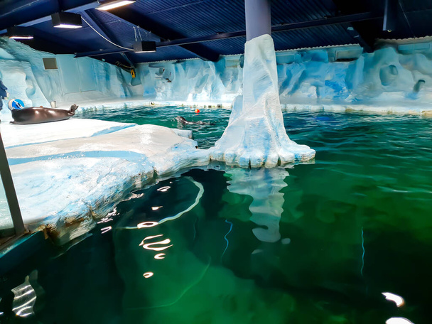 the great seal lying on the iceberg - Troms - Foto, immagini