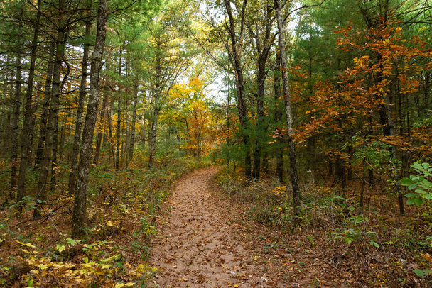 Sentiero escursionistico in una mattina d'autunno. Sand Ridge State Forest, Illinois, Stati Uniti d'America - Foto, immagini
