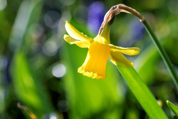 Egy közeli kép egy sárga nárciszról a kertben. A húsvéti virág egy kertben, és van egy szép homályos háttér mögött. Nem láthatod az egész virágot.. - Fotó, kép