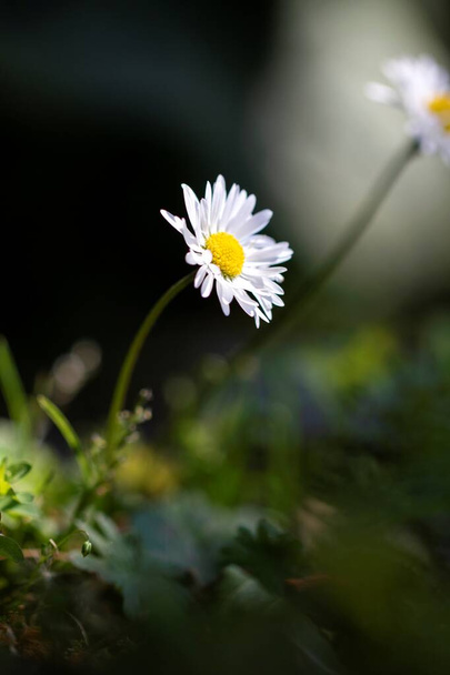 Ritratto di una margherita bianca e gialla all'ombra con un raggio di sole che colpisce solo il piccolo fiore durante la stagione primaverile. - Foto, immagini