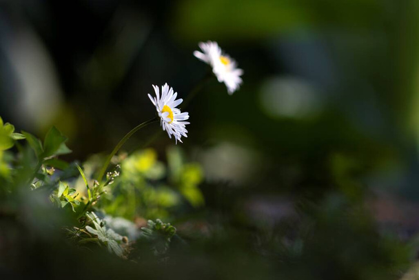 日陰に立つ白と黄色のデイジーの肖像画と、春の季節に両方の小さな花を打つ太陽の光の線を背景にぼやけているその種の1つ。. - 写真・画像