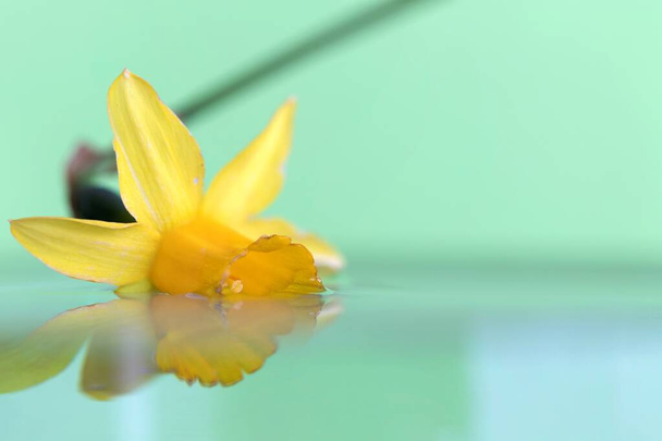 Egy zöld hátterű vízben úszó sárga nárciszról készült makró portré. A virág visszaveri a víz tükörszerű felületét. Ez is egy kicsit víz alatt van.. - Fotó, kép