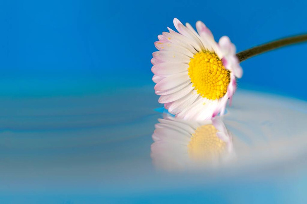Ένα πολύχρωμο μακροσκοπικό πορτραίτο μιας λευκής και κίτρινης μαργαρίτας που αγγίζει την ακίνητη επιφάνεια κάποιου νερού κάνοντας μια σχεδόν τέλεια αντανάκλαση του ανοιξιάτικου λουλουδιού. - Φωτογραφία, εικόνα