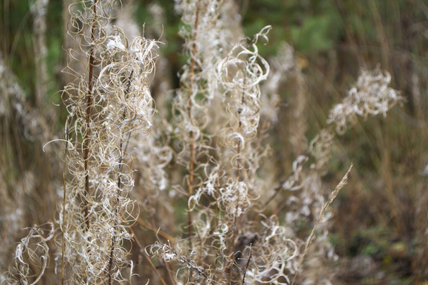 Flores hierba en otoño, borrosa bokeh fondo vintage en marrón y blanco - Foto, imagen