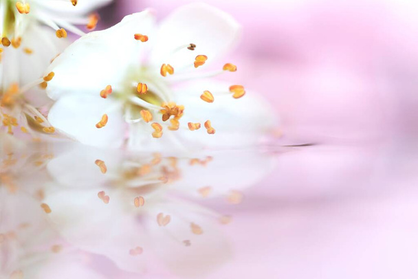 Egy álomszerű és ködös portré egy rózsaszín hátterű vízben úszó fehér virágról. A virág visszaveri a víz tükörszerű felületét.. - Fotó, kép
