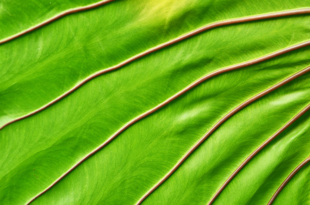 Tekstura zielonego liścia jako tło - Zdjęcie, obraz