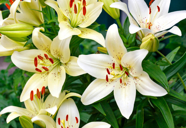 Blooming bush of large beautiful flowers of a white lily with bright orange stamens on a dark green background of blurred leaves, close-up, selective focus. - Photo, Image