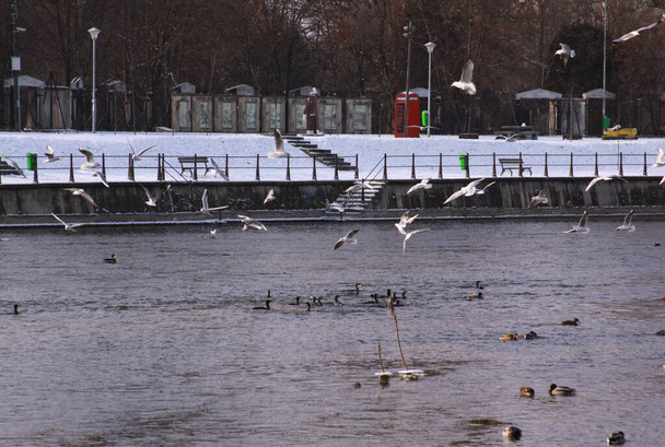 Oiseaux d'hiver volant à Cluj-Napoca, en hiver froid. Oiseaux sauvages en hiver froid sur une surface d'eau froide gelée. - Photo, image
