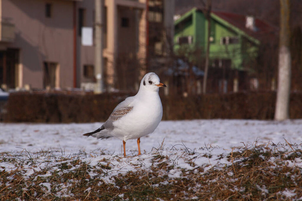 Mewa o czarnej głowie spacerująca zimą po mieście Cluj. Dziki ptak w mroźnej zimie na mroźnej ziemi pokrytej śniegiem. - Zdjęcie, obraz