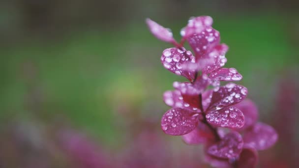 Barberry z czerwonymi liśćmi z kroplami deszczu - Materiał filmowy, wideo