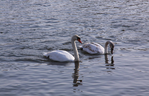 Couple of white swans float on lake surface. Wild birds in cold winter on cold freezing water surface. - Photo, Image