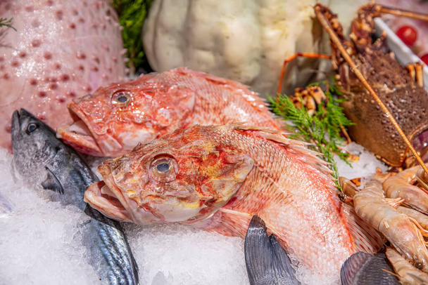 Sur le banc du marché aux poissons scorpionfish rouge cru frais. - Photo, image