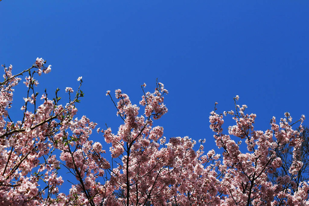 Tiszta kék ég és cseresznyevirág - Fotó, kép