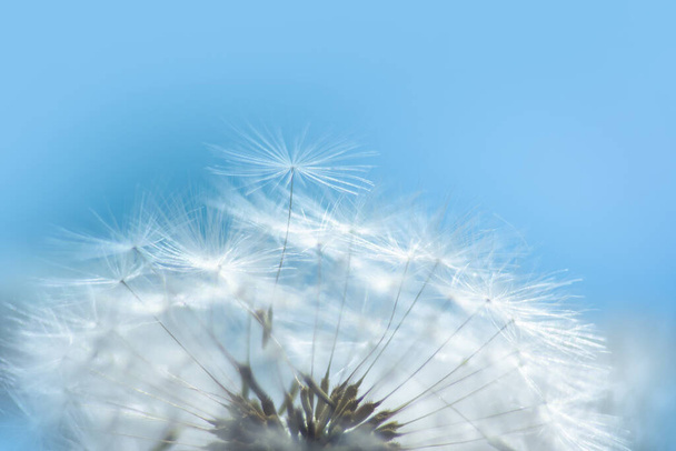 Macro dandelion at blue background. Freedom to Wish. Seed macro closeup. Goodbye Summer. Hope and dreaming concept. Fragility. Springtime. soft focus. Macro nature. - Fotografie, Obrázek