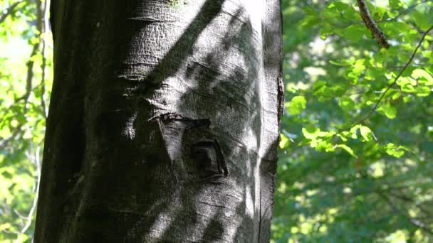 Inscrição do nome na árvore de faia da casca - Filmagem, Vídeo