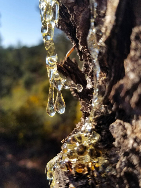 Drops of clear tree resin in Sedona, Arizona - Fotoğraf, Görsel