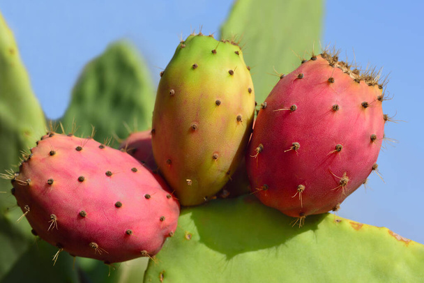 Red and green prickly pears grow on a prickly pear against a blue sky - Photo, Image