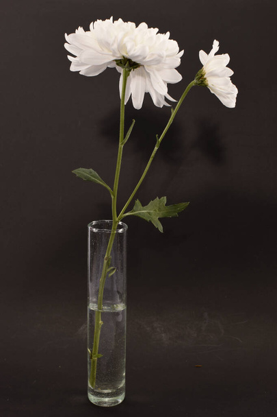 crisantemi bianchi in un vaso di vetro - Foto, immagini
