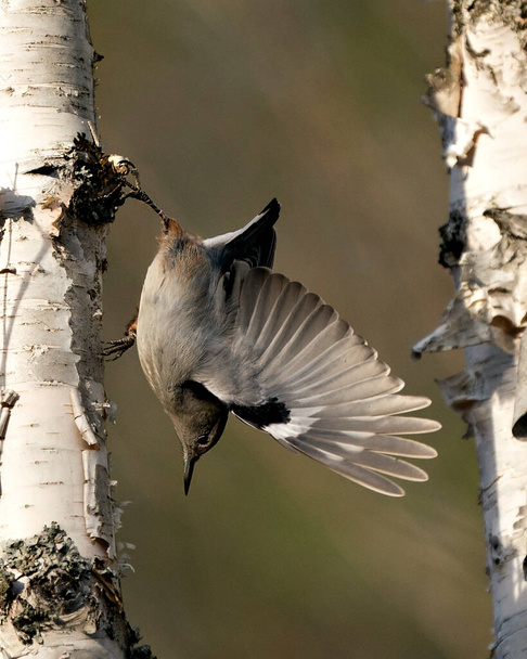 Valkorintainen Nuthatch-lintu lähikuva näkymä lentää koivusta, jolla on hämärä tausta ympäristössään ja elinympäristössä, jossa on levinneet siivet, nokka. - Valokuva, kuva