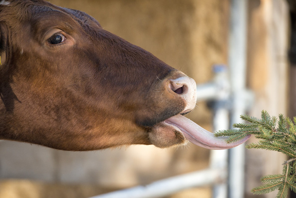 Cow portrait while licking - Photo, Image