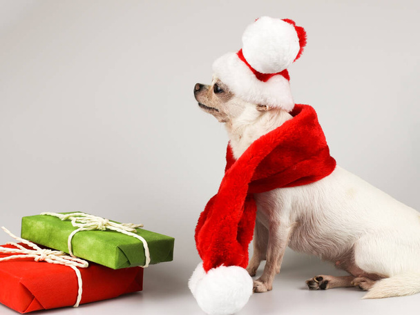 Zijaanzicht van witte Chihuahua hond met Kerstman hoed en rode sjaal zittend, kijkend naar kopieerruimte op witte achtergrond met rode en groene geschenkdozen. Kerstmis en Nieuwjaarsviering. - Foto, afbeelding