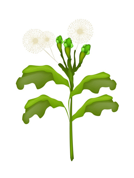 A Stem of Fresh Clove on White Background - Vektor, obrázek