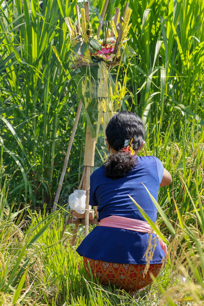 Mujer joven realizando un ritual balinés. La chica balinesa realiza una ceremonia. Una joven hindú coloca ofrendas en el altar en un campo de arroz. - Foto, Imagen