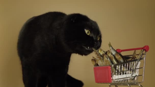 Μαύρη γάτα με καλάθι γεμάτο ψάρια. - Πλάνα, βίντεο