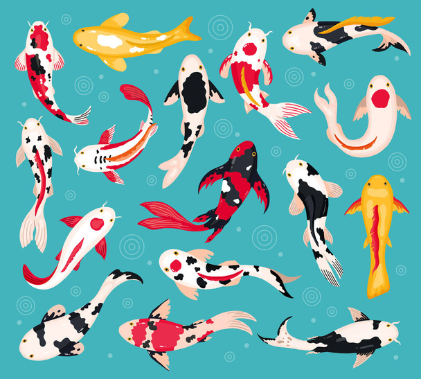 Japanese koi carps. Oriental koi fish, china asian fishery, colorful floating fish. Chinese traditional bright koi fish vector illustrations - Вектор, зображення
