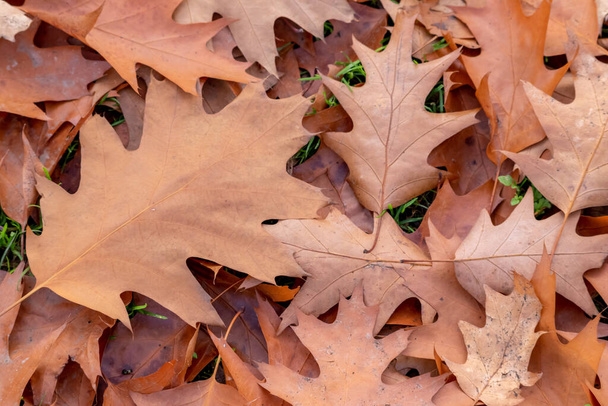 Kleurrijke bladeren in de herfst en herfst schijnen helder in de achtergrondverlichting en tonen hun bladnerven in het zonlicht met oranje, rode en gele kleuren als mooie kant van de natuur in het koude seizoen - Foto, afbeelding
